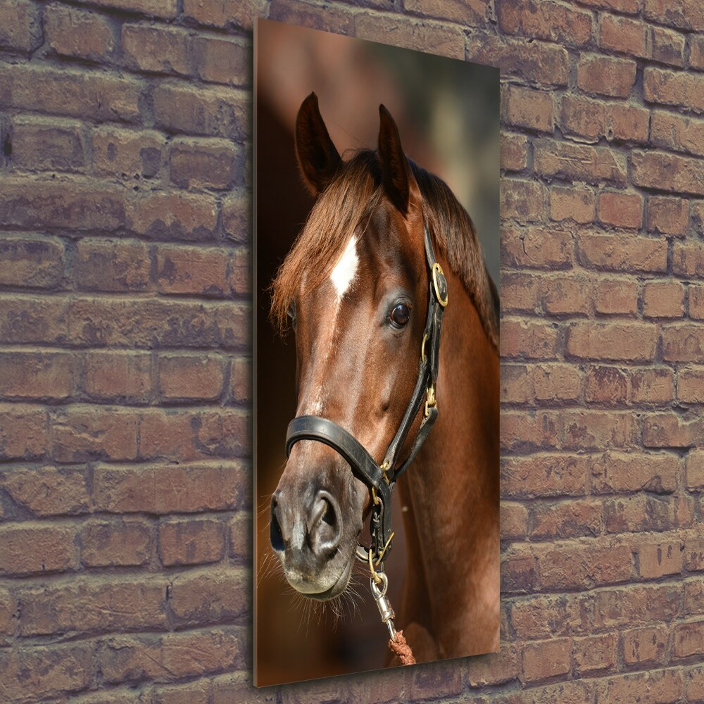 Wall art on glass Portrait of a horse