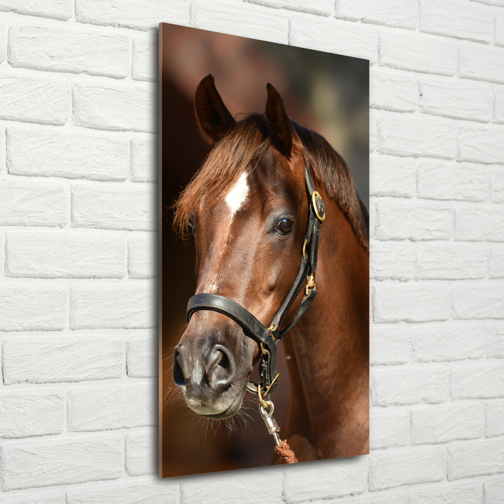 Wall art on glass Portrait of a horse