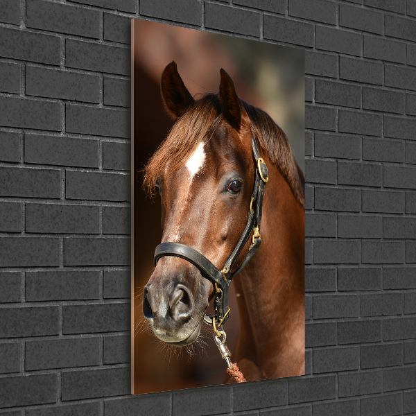 Wall art on glass Portrait of a horse