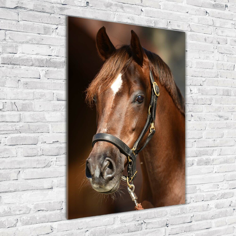 Wall art on glass Portrait of a horse