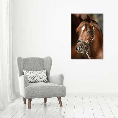 Wall art on glass Portrait of a horse