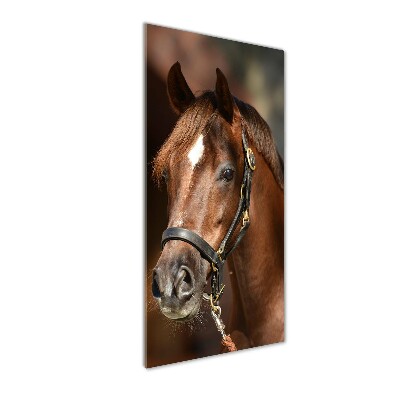 Wall art on glass Portrait of a horse