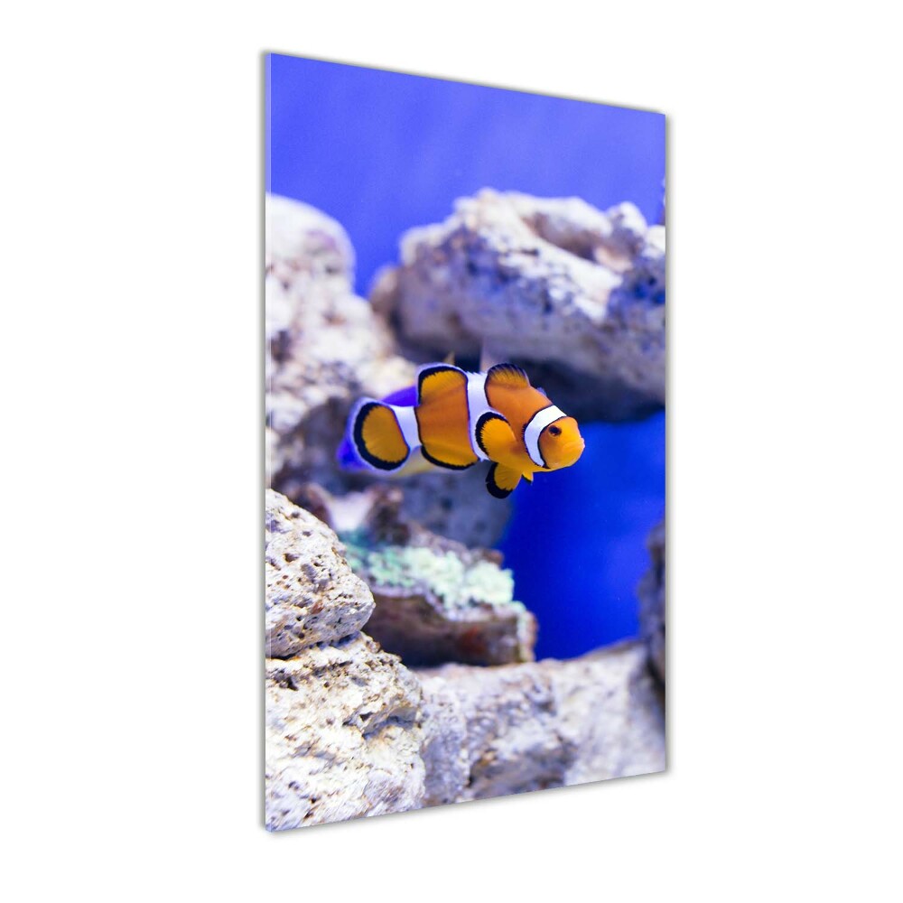 Wall art on glass Nemo fish