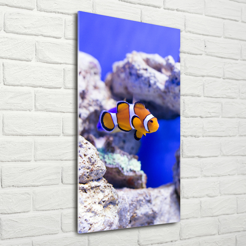 Wall art on glass Nemo fish