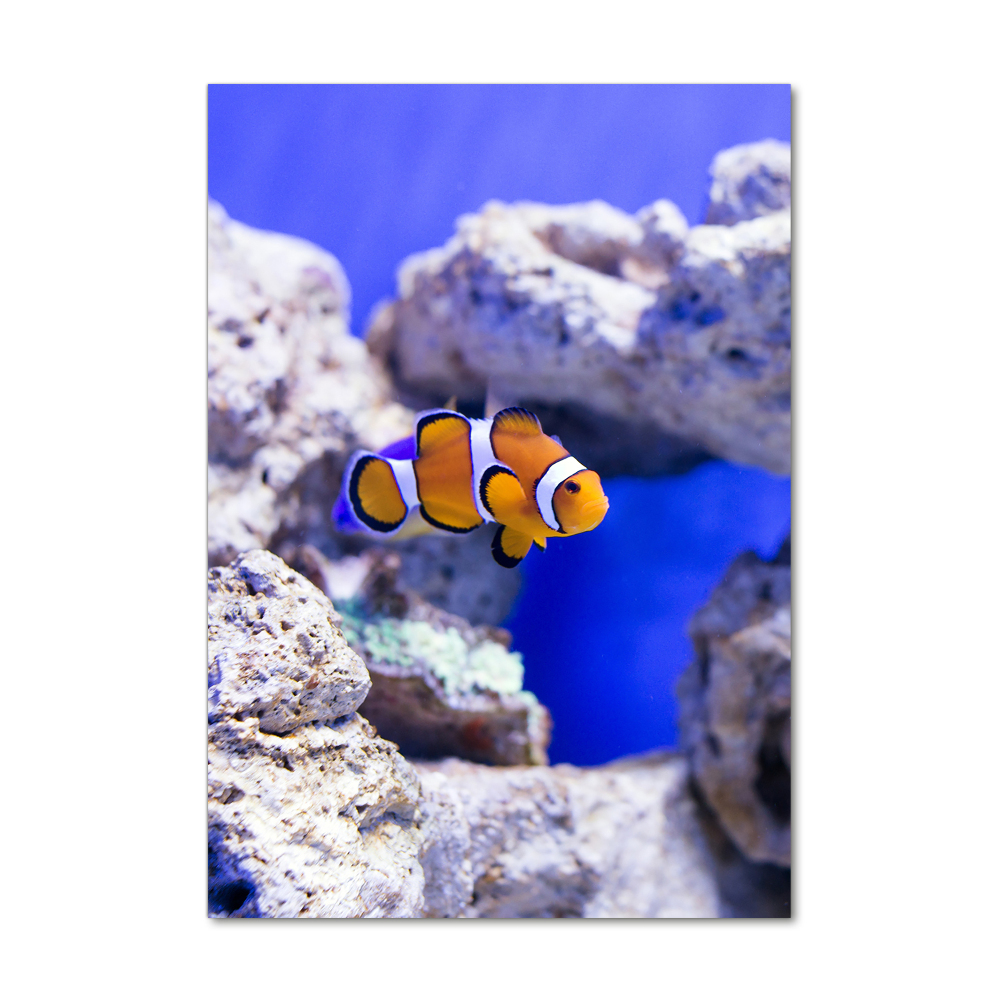 Wall art on glass Nemo fish