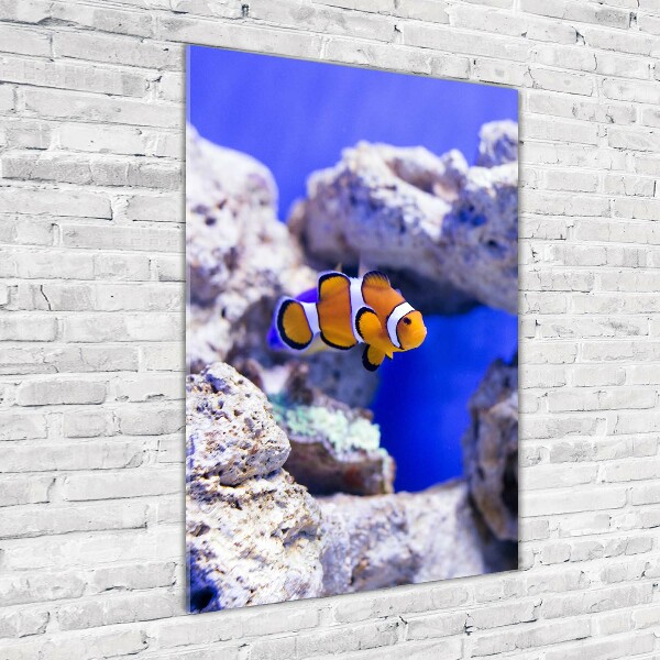 Wall art on glass Nemo fish