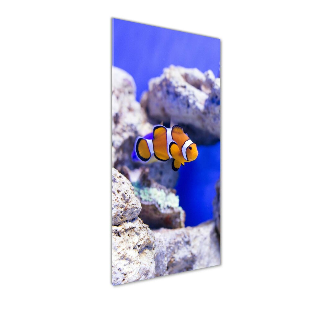 Wall art on glass Nemo fish