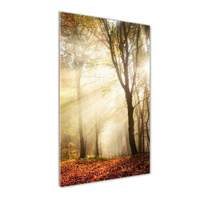 Wall art on glass Forest in autumn