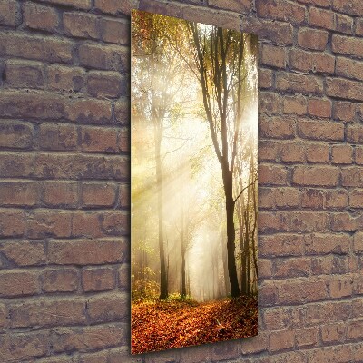 Wall art on glass Forest in autumn