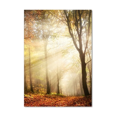 Wall art on glass Forest in autumn