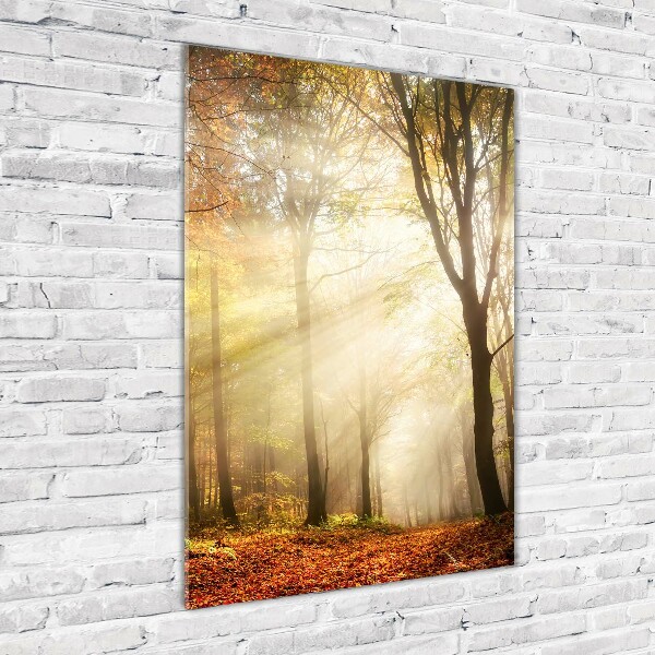 Wall art on glass Forest in autumn