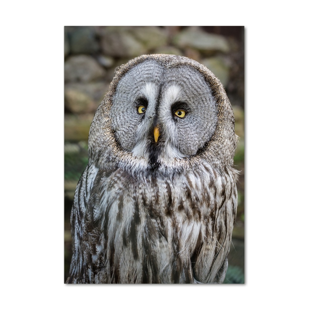 Wall art on glass Owl