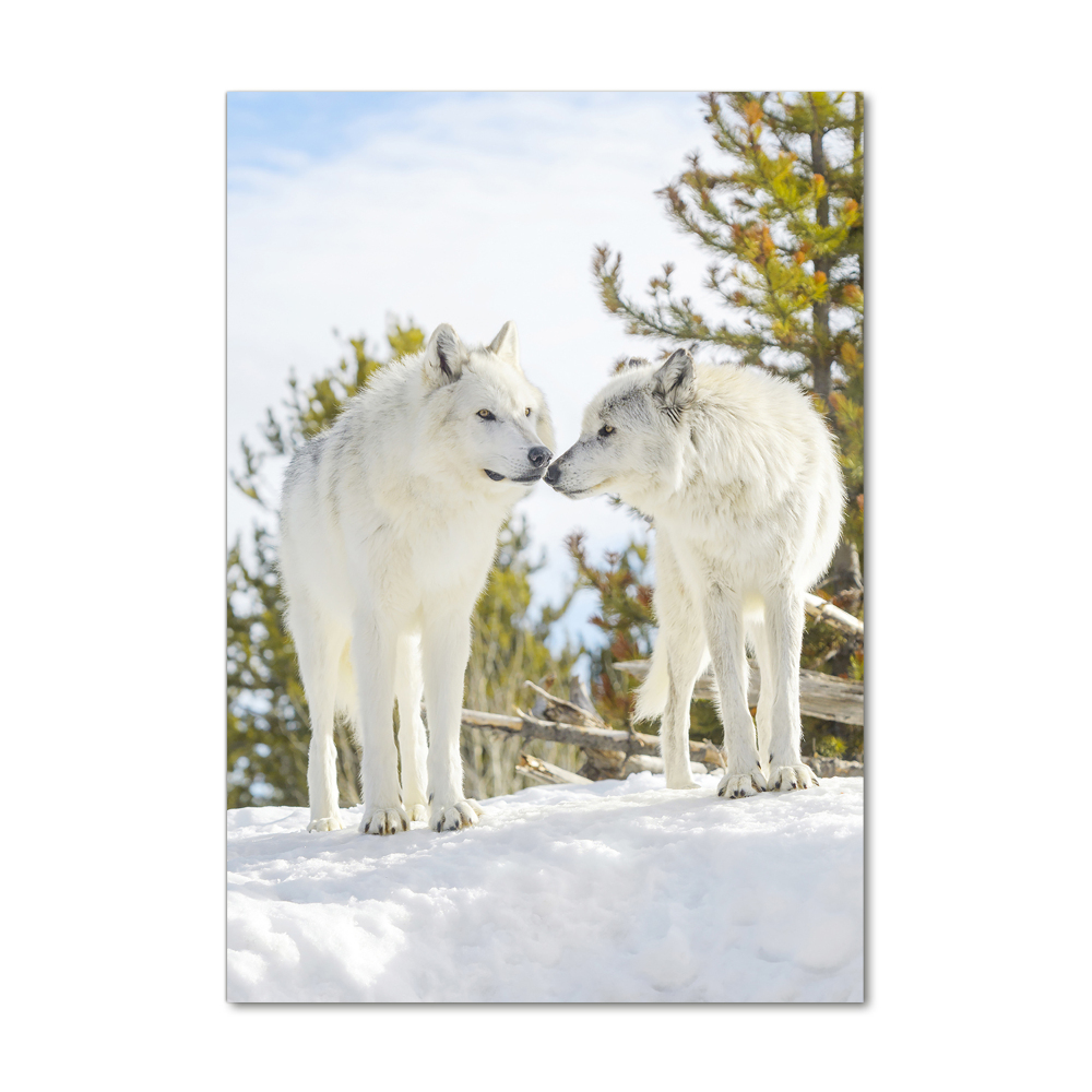 Glass wall art Two white wolves