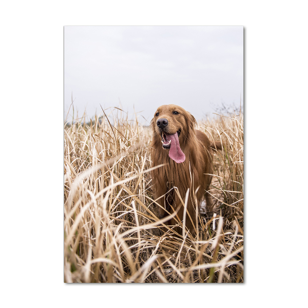 Wall art on glass Golden retriever