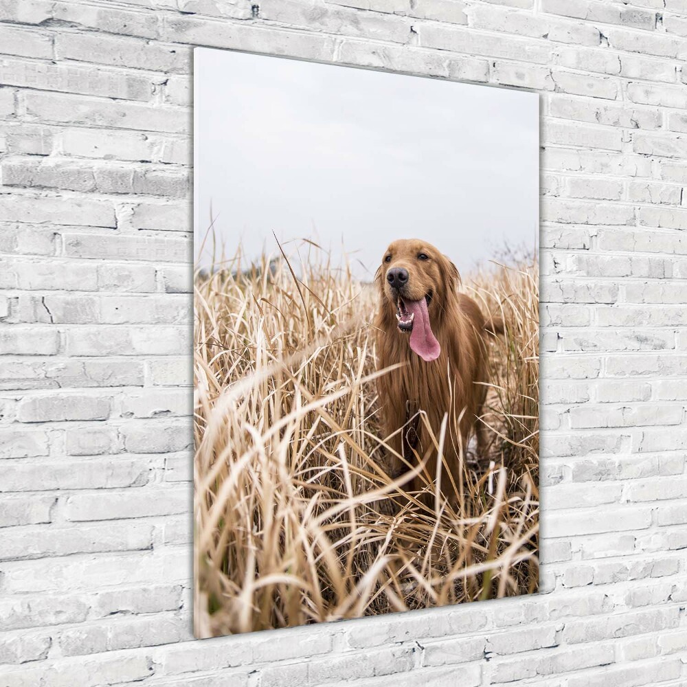 Wall art on glass Golden retriever