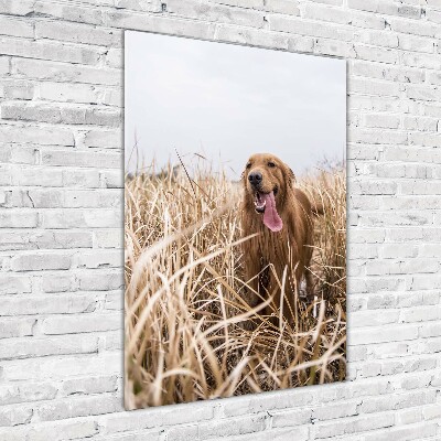 Wall art on glass Golden retriever