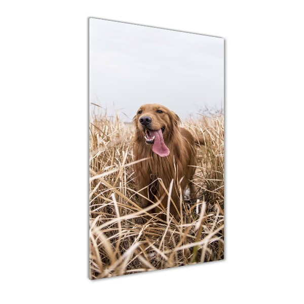 Wall art on glass Golden retriever