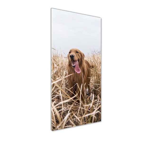 Wall art on glass Golden retriever