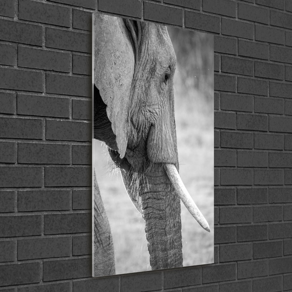 Wall art on glass Elephant