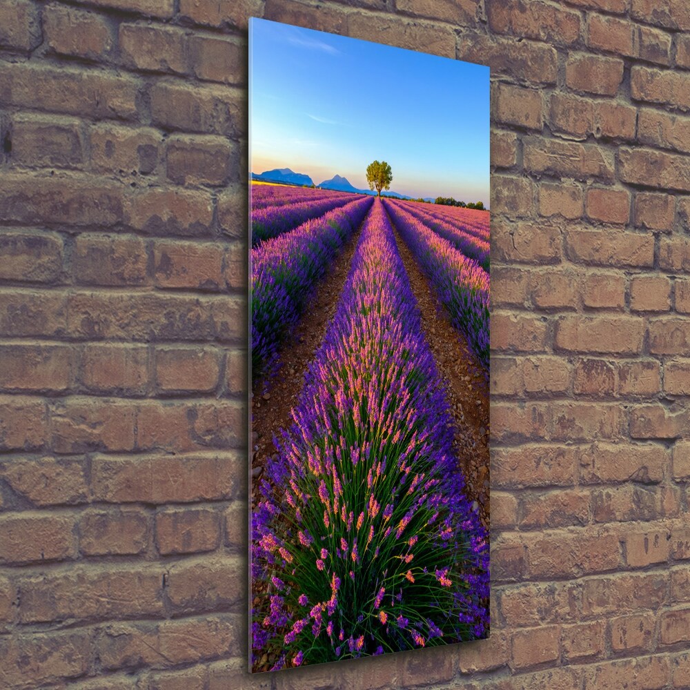 Wall art on glass Lavender field