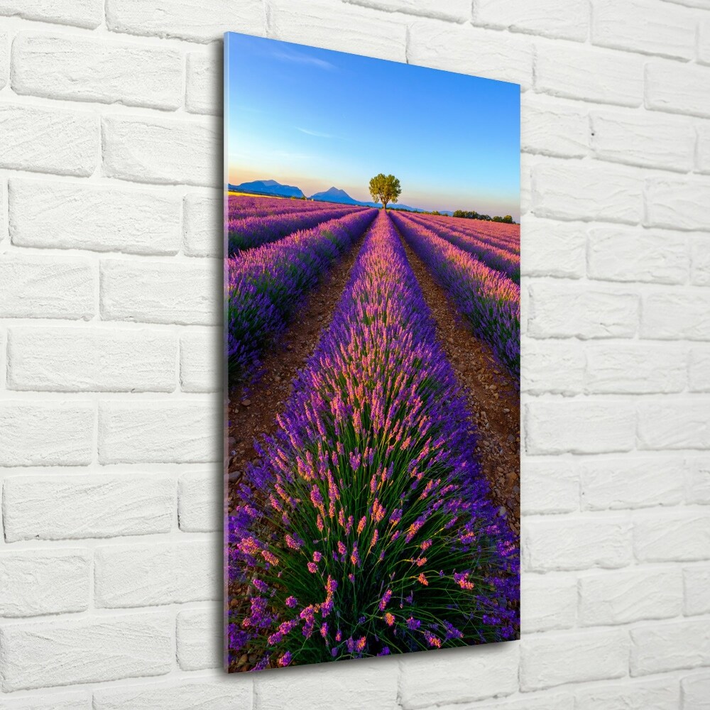 Wall art on glass Lavender field