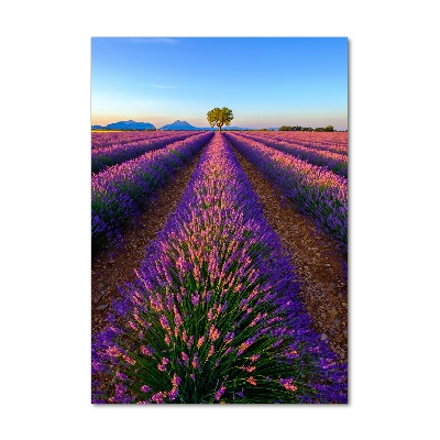 Wall art on glass Lavender field