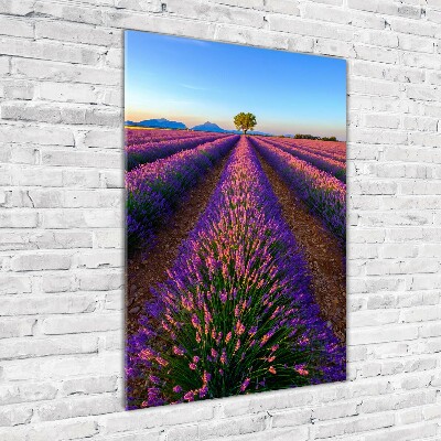 Wall art on glass Lavender field