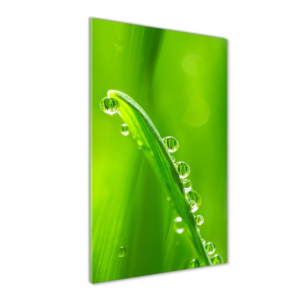 Wall art on glass Blade of grass