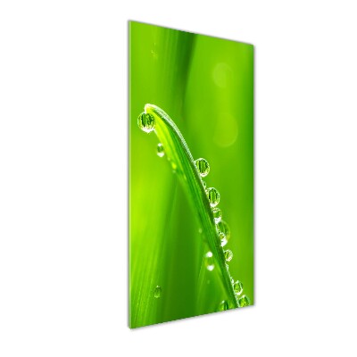 Wall art on glass Blade of grass