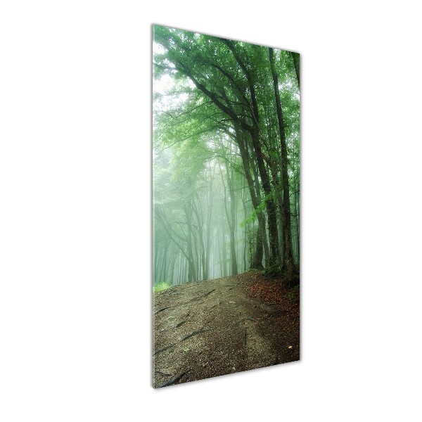 Wall art on glass Fog in the forest