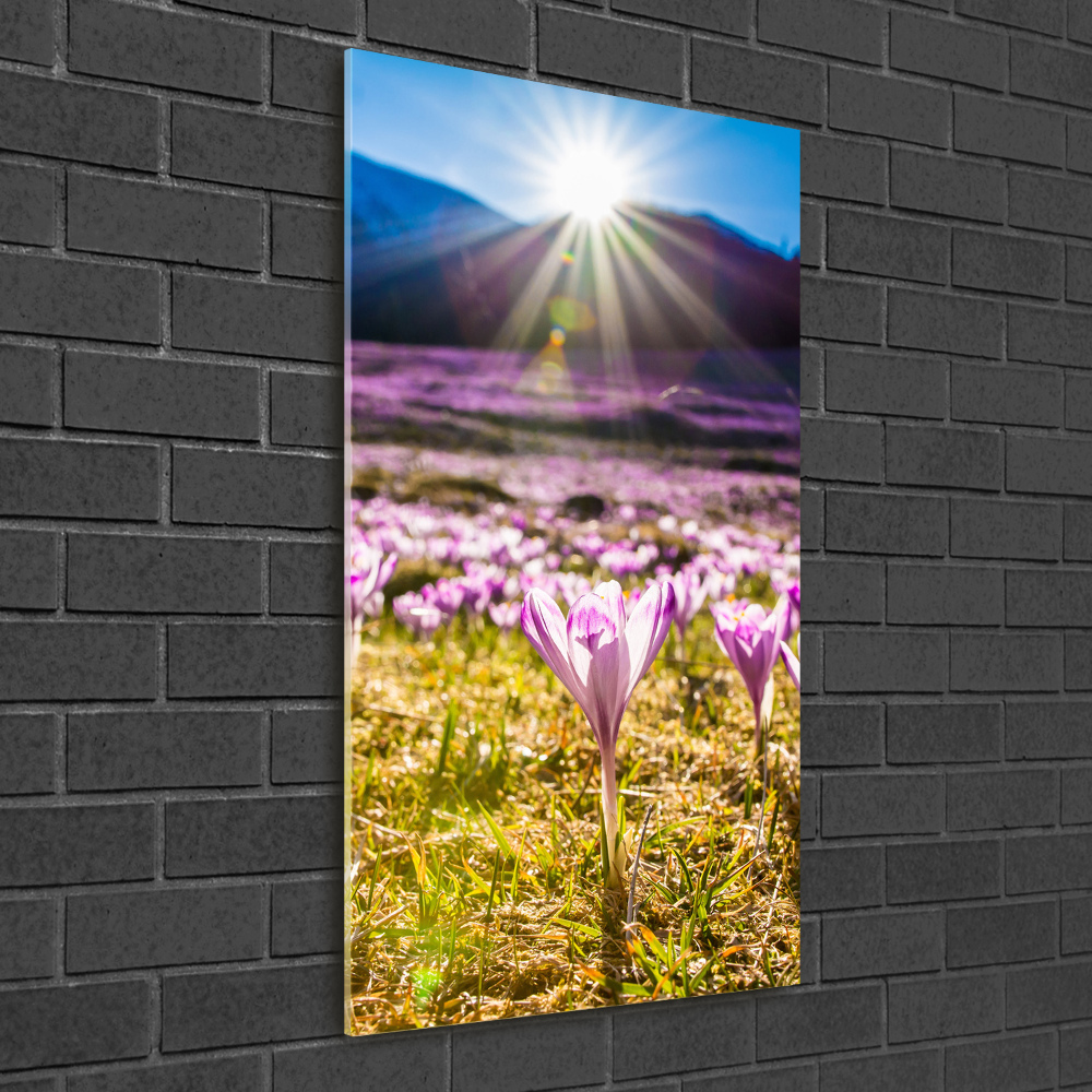 Print on a a glass Crocuses in the mountains