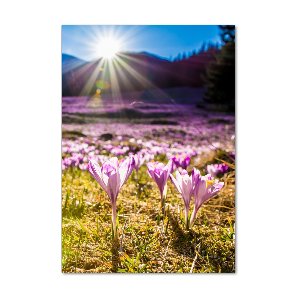 Print on a a glass Crocuses in the mountains