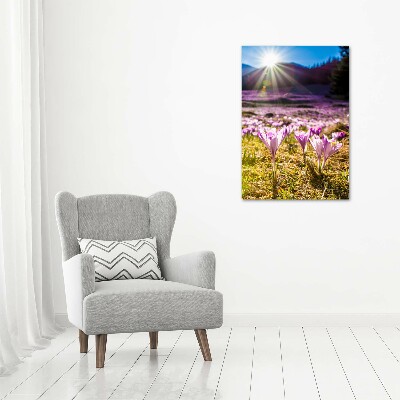 Print on a a glass Crocuses in the mountains