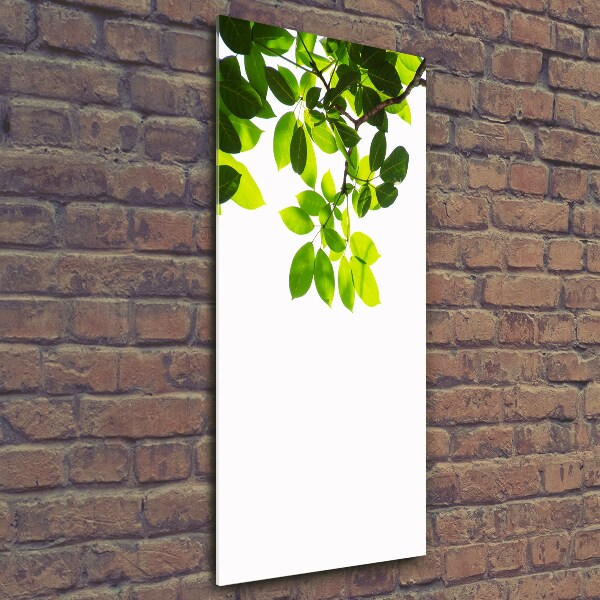 Wall art on glass Green leaves