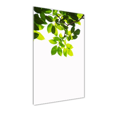 Wall art on glass Green leaves