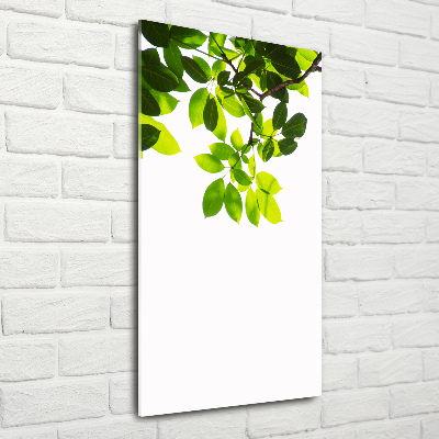 Wall art on glass Green leaves