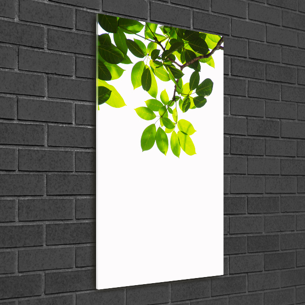 Wall art on glass Green leaves