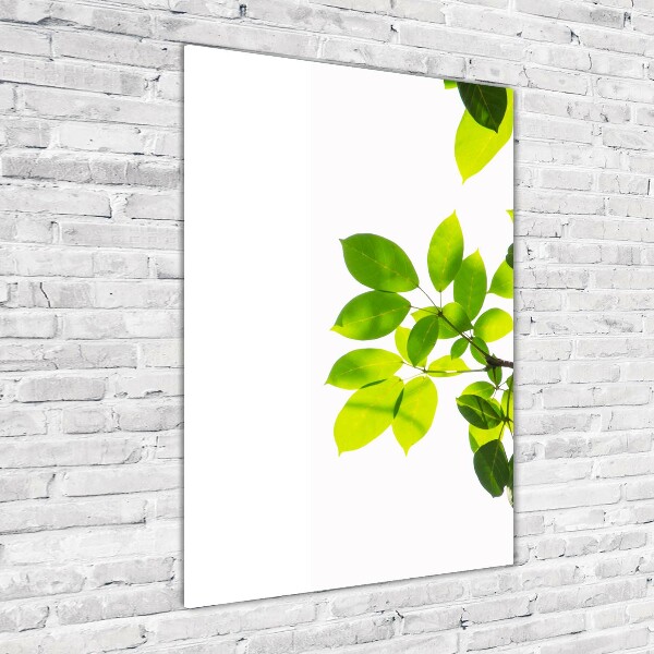 Wall art on glass Green leaves