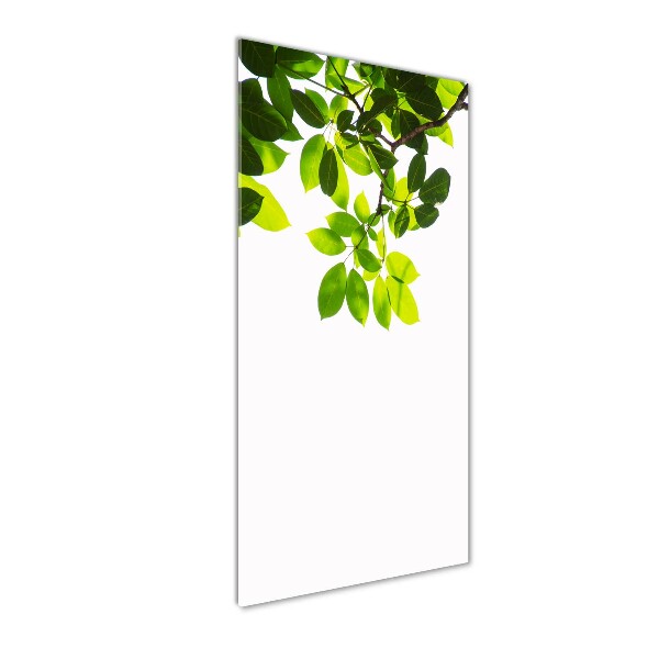 Wall art on glass Green leaves