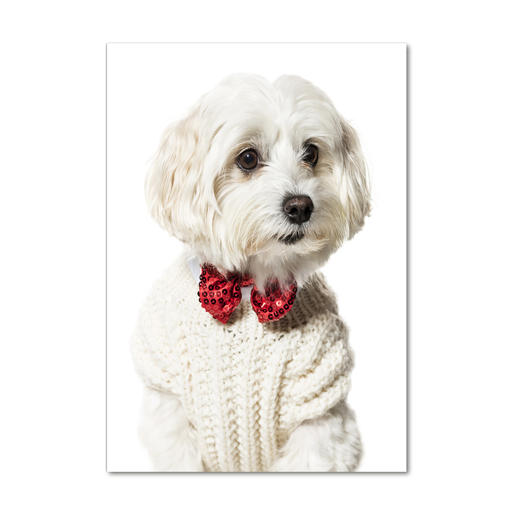 Print on a a glass Maltese in a bow tie