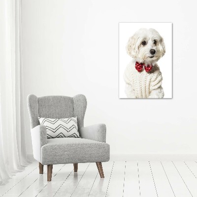 Print on a a glass Maltese in a bow tie