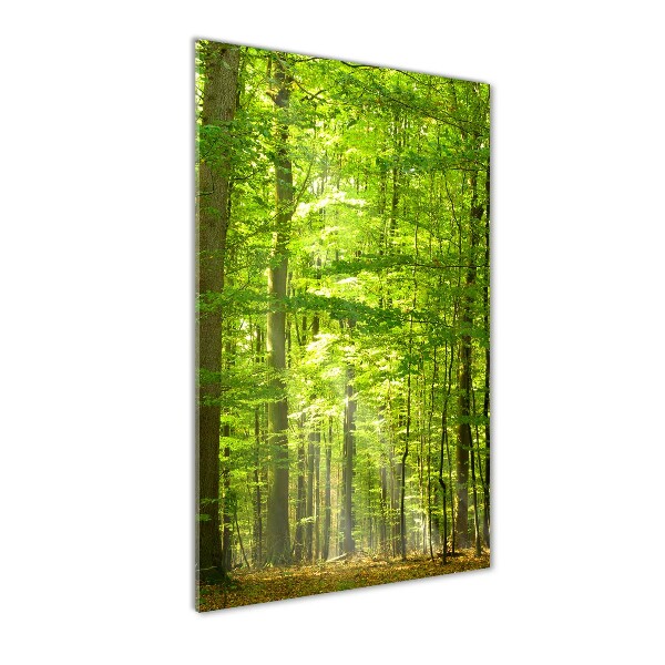 Photo printed on glass Beech forest