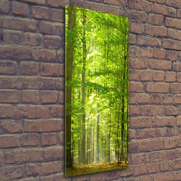 Photo printed on glass Beech forest