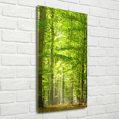 Photo printed on glass Beech forest