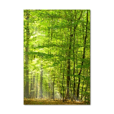 Photo printed on glass Beech forest