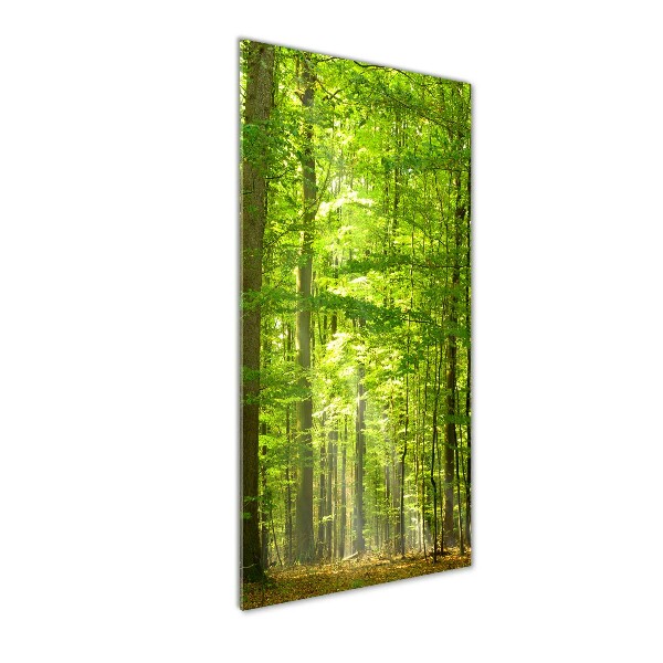 Photo printed on glass Beech forest