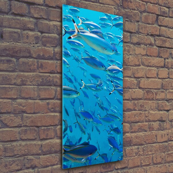 Glass wall art Coral fish