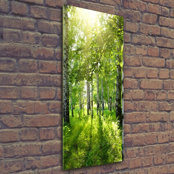 Photo printed on glass Birch forest