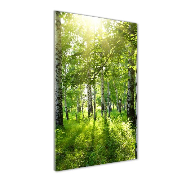 Photo printed on glass Birch forest