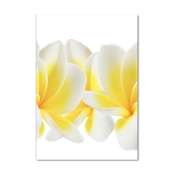 Photo printed on glass Plumeria